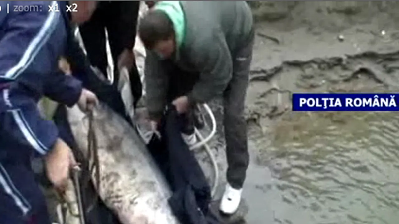 Morun de 120 de kilograme salvat din mâinile unui braconier - VIDEO