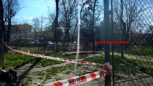 Femeia fără adăpost găsită în Sectorul 2 era în viaţă atunci când a fost atacată de câini. Ce spun anchetatorii despre cauza morţii 