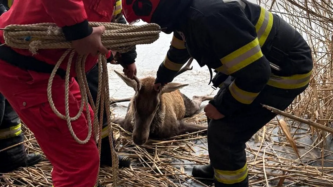 Un cerb în pericol, pe o pojghiţă de gheaţă, salvat de pompierii din Braşov