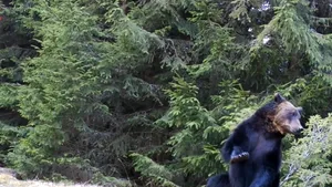Un urs a devenit vedetă după ce a dansat în faţa camerelor de filmat. Priveşte ce mişcări te învaţă uriaşul