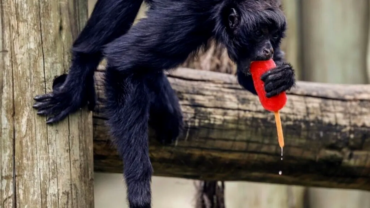 Rio de Janeiro: Animalele de la zoo primesc înghețată pentru a face față caniculei excesive