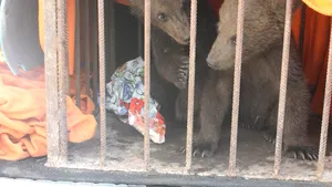 Doi pui de urs vor fi îngrijiţi la un centru din Harghita după ce mama lor a murit lovită de tren | FOTO
