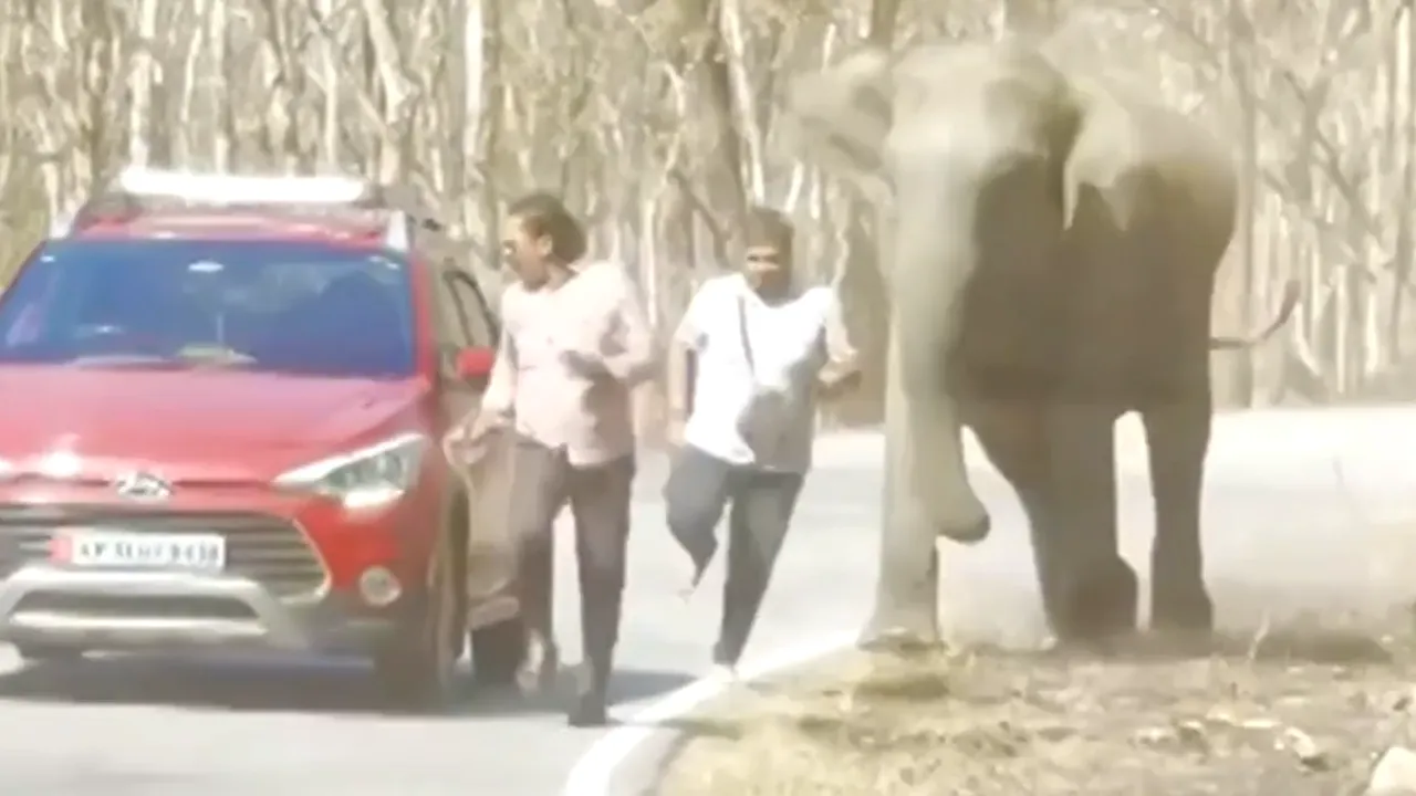 Doi turişti s-au oprit să-şi facă selfie cu un elefant. Uriaşul animal îi aleargă şi este la câţiva centimetri să-l strivească la pământ pe unul dintre ei

