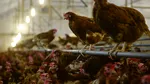 Fermele industriale de pui ar putea favoriza răspândirea unei bacterii care provoacă diaree și gastroenterită, arată un studiu