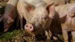 Avertisment urgent emis cu privire la creșterea animalelor. Deșeurile provenite din creșterea porcilor și păsărilor afectează mediul –