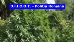 Trei traficanţi de droguri prinşi cu aproape 60 de kilograme de canabis, reţinuţi - VIDEO