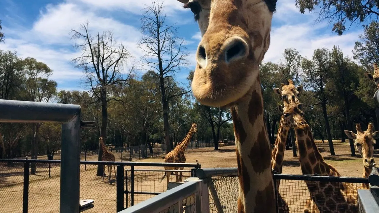 A murit cea mai bătrână girafă din lume, Mutangi