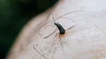 Noul inamic al iernii în Italia. Țânțarul care supraviețuiește la temperaturi scăzute și se răspândește rapid