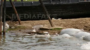 COD GALBEN pe Dunăre între Gruia şi Zimnicea