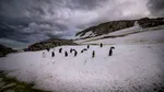Cea mai mare colonie de pinguini din lume, decimată de schimbările climatice