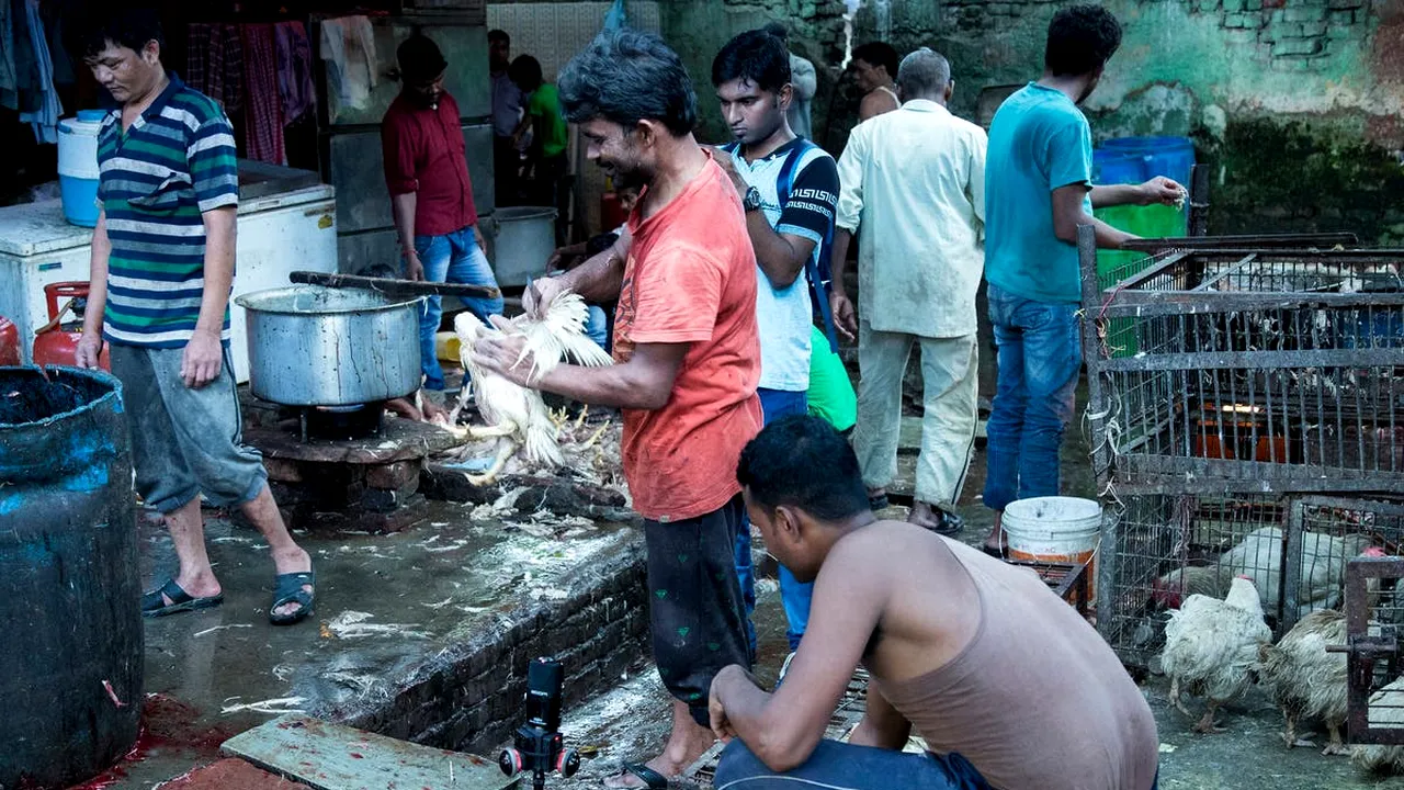 VIDEO Cruzime în pieţele din India: animale vii sacrificate fără milă şi fără igienă