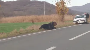 VIDEO. Ursul care a agonizat o zi pe un drum din Harghita a fost împuşcat de vânători. Ministrul Mediului: E inuman. Nimic în lege nu i-a împiedicat să intervină