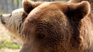 Urs blocat într-un bidon cu mâncarea la Sanatoriul Predeal