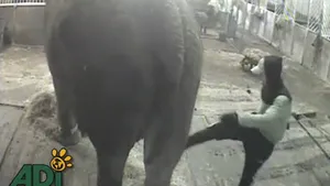 Cel mai bătrân elefant din Europa, bătut cu bestialitate de un îngrijitor român - VIDEO