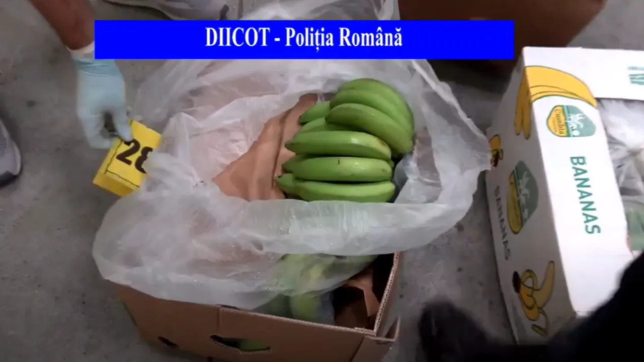VIDEO Baxuri cu „surprize” ilegale, într-un depozit din Chiajna. În loc de banane, poliţiştii au găsit o jumătate de tonă de cocaină