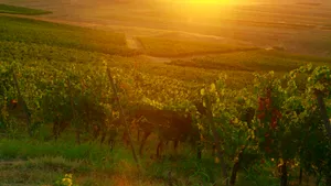 Podgoriile României își consolidează managementul dăunătorilor cu soluții eficiente pentru producții sustenabile