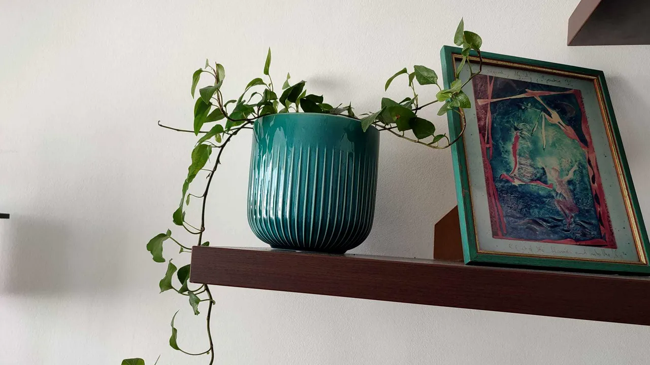 De ce să ai cât mai multe plante acasă sau la birou - studiu