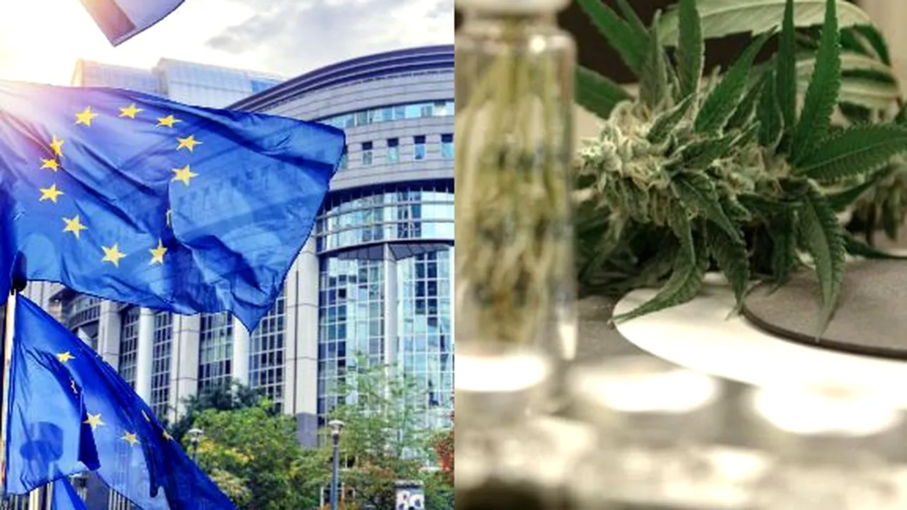 Comisia Europeană, prima reacţie privind legalizarea canabisului în scop medicinal în România