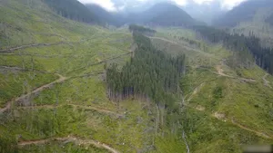 Tăierile ilegale din pădurile României: Plângere la Comisia Europeană împotriva Ministerului Mediului