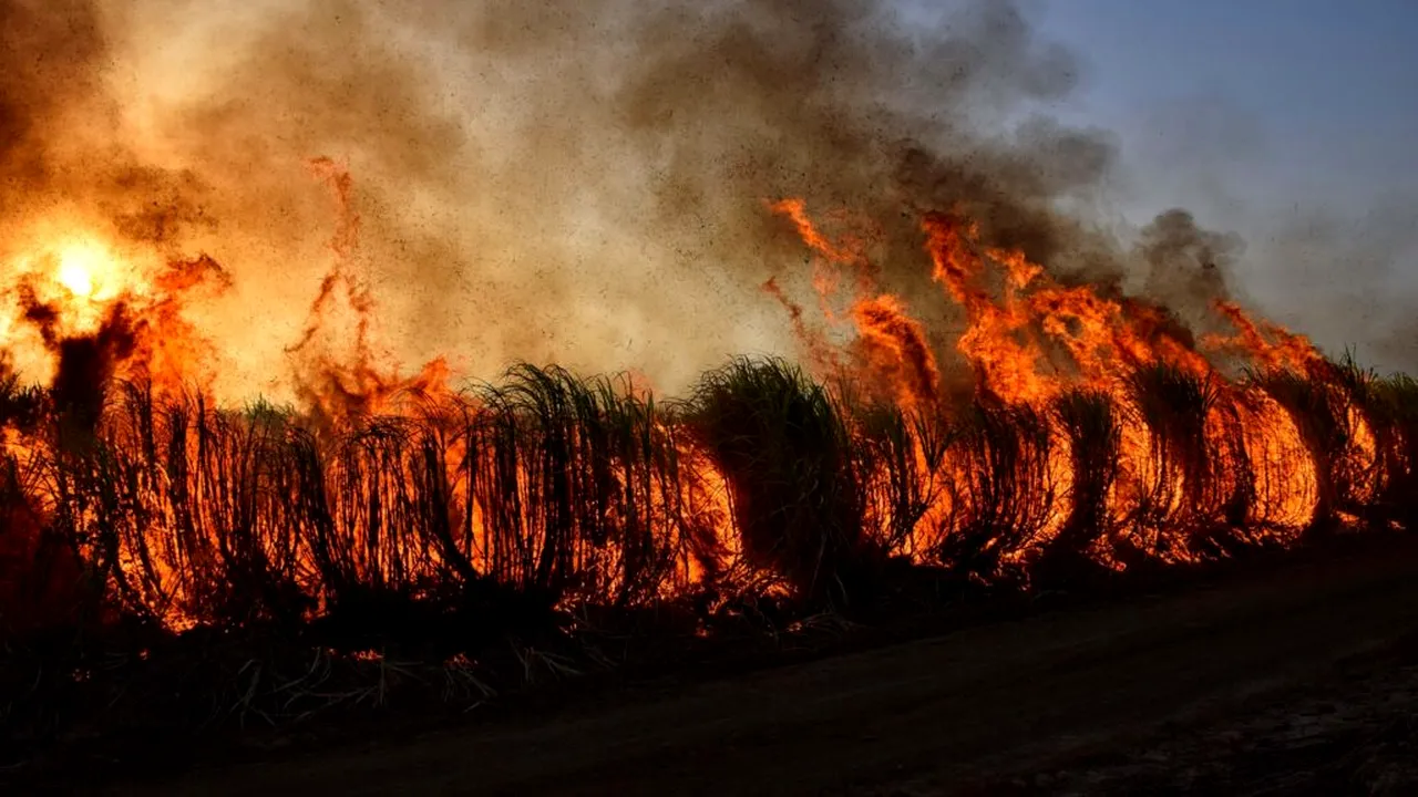 Nu doar plămânii sunt afectați. Ce efecte are fumul incendiilor forestiere asupra organismului