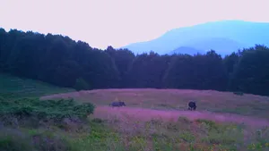 O cameră montată în pădure a filmat întâlnirea dintre un urs şi un mistreţ