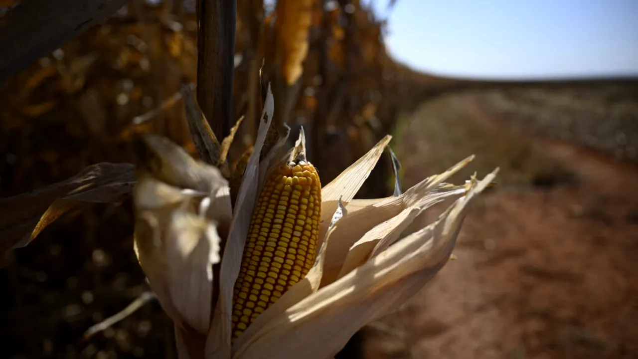 România își reduce suprafața cultivată cu porumb și nici Franța nu se simte prea bine