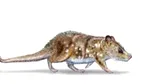Fosilă a unui mic mamifer din era dinozaurilor, descoperită în Patagonia chiliană