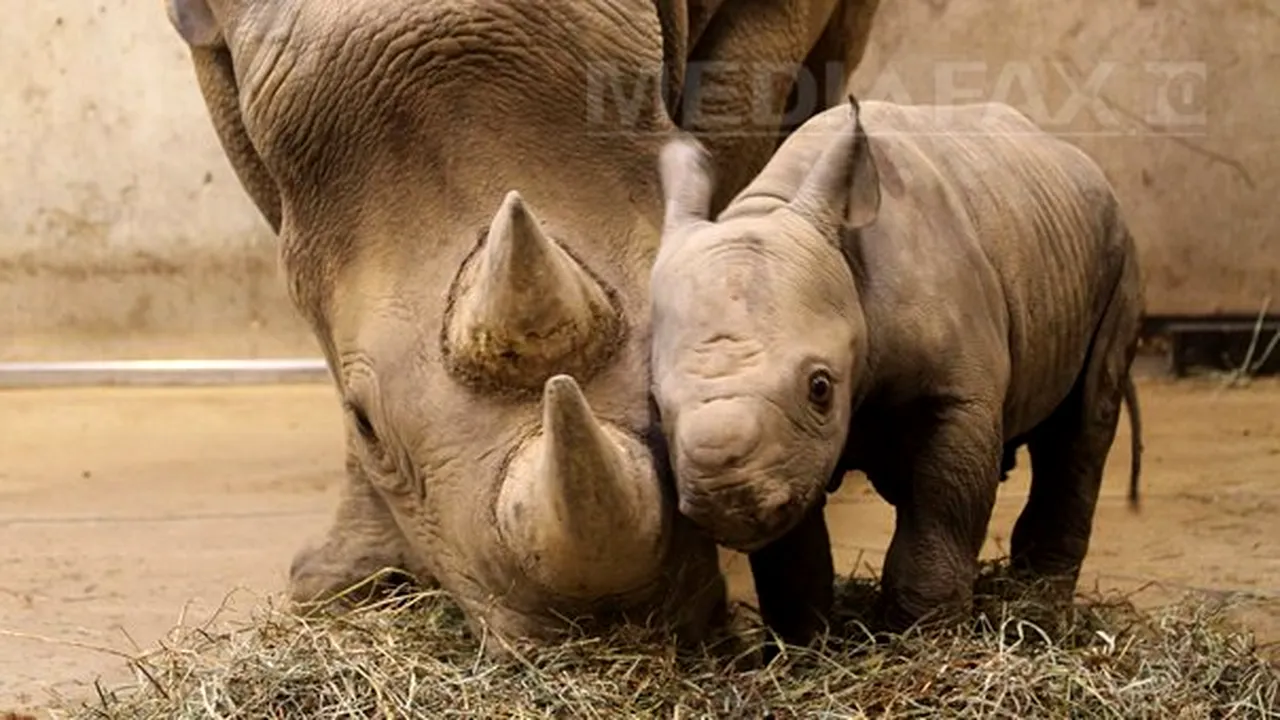 Premieră în ultimii 18 ani: Un pui de rinocer negru s-a născut la grădina zoologică din Zurich
