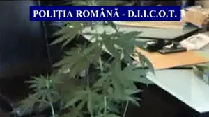 Cultură de peste o sută de plante de canabis, descoperită în urma unor percheziţii în judeţul Buzău