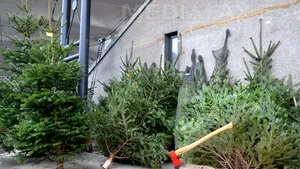 PREŢUL BRADULUI DE CRĂCIUN: Între 60 şi 250 de lei pentru brazi la Constanţa, Călăraşi, Slobozia şi Giurgiu