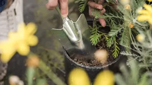 Frunze îngălbenite și flori puține la plante? Un expert spune ce nutrienți lipsesc primăvara