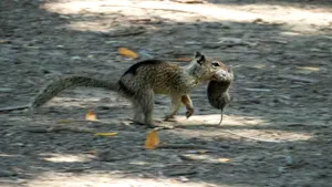 Descoperire surprinzătoare: veveriţele dintr-un parc californian vânează şoareci pentru a-i mânca