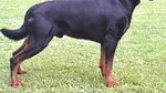 Plătește 10.000 de euro! Pedeapsa primită pentru modul în care și-a tratat Rottweilerul