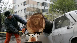 Maşini avariate în Capitală de copacii căzuţi din cauza vântului