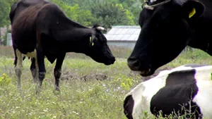 Crescătorii trebuie să anunţe cu trei zile îniante când vor să deplaseze animalele