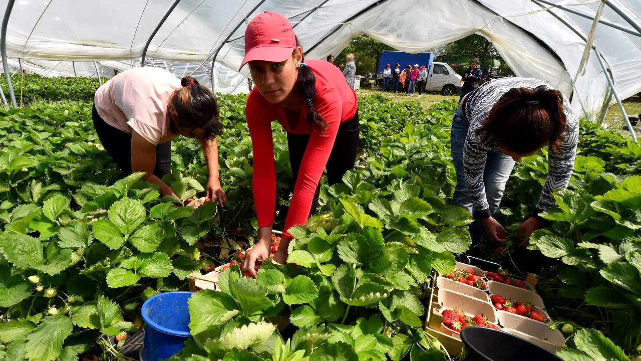 România este „Africa Europei” în agrobusiness