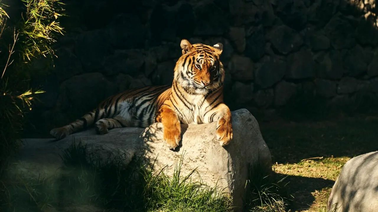 Un parc natural din Anglia va rămâne închis după ce un bărbat a fost ucis de un tigru într-un țarc