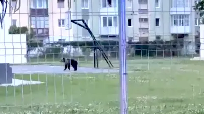 SOCIAL Mesaj RO-Alert în Sibiu, după apariția unui urs în centrul orașului. Animalul a fost tranchilizat