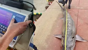 „Monstrul” din Dunăre. Un morun gigant, de 140 de kilograme, prins de pescari, a fost eliberat de poliţiştii tulceni