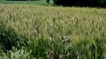 Valul de căldură reduce recoltele în Europa și amenință prețurile alimentelor. Ce avantaj are România