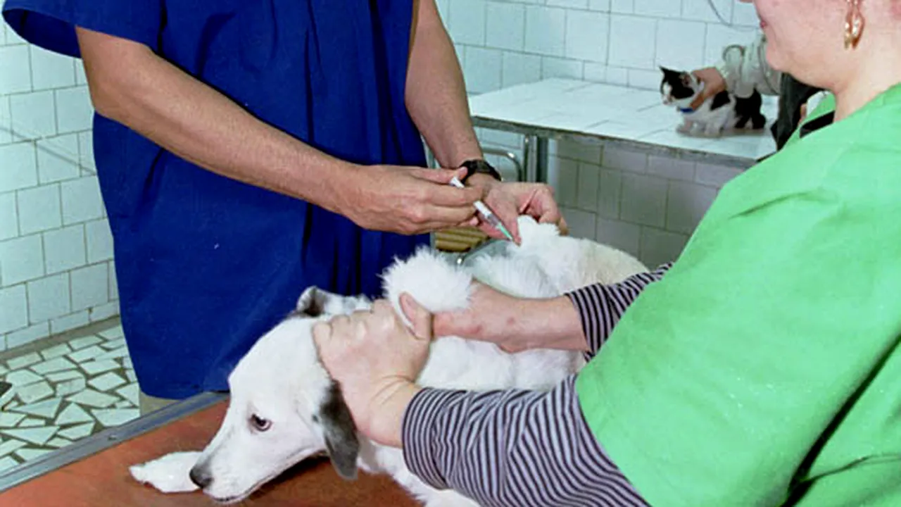 Tarifele minime unice şi obligatorii pentru practica medical-veterinară vor fi eliminate