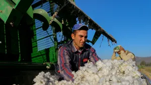 Preţul bumbacului explodează. Cel mai ridicat nivel din ultimii 10 ani. Ce înseamnă asta pentru cumpărători? 