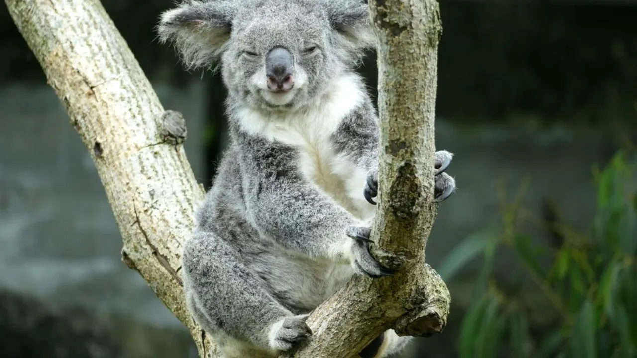 Grădină zoologică din Barcelona introduce îngrijirea geriatrică pentru animalele vârstnice