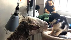 Prieteni neobişnuiţi: Veterinarii, uimiţi de relaţia dintre un motan şi o oaie, la Spitalul Animalelor Orfane din Galaţi | FOTO, VIDEO