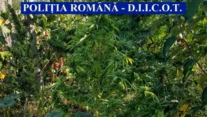 O cultură de cannabis ascunsă în vie a fost găsită de DIICOT