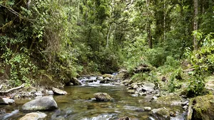 Urmele unei civilizaţii străvechi, descoperite în jungla din Honduras
