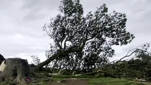 Copacul lui Robin Hood a fost doborât. Un tânăr de 16 ani a fost arestat

