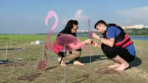 Zeci de flamingo roz au apărut pe insula din mijlocul Dunării din dreptul oraşului Galaţi
