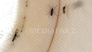 Autorităţile pulverizează pesticide la New York pentru a combate virusul West Nile