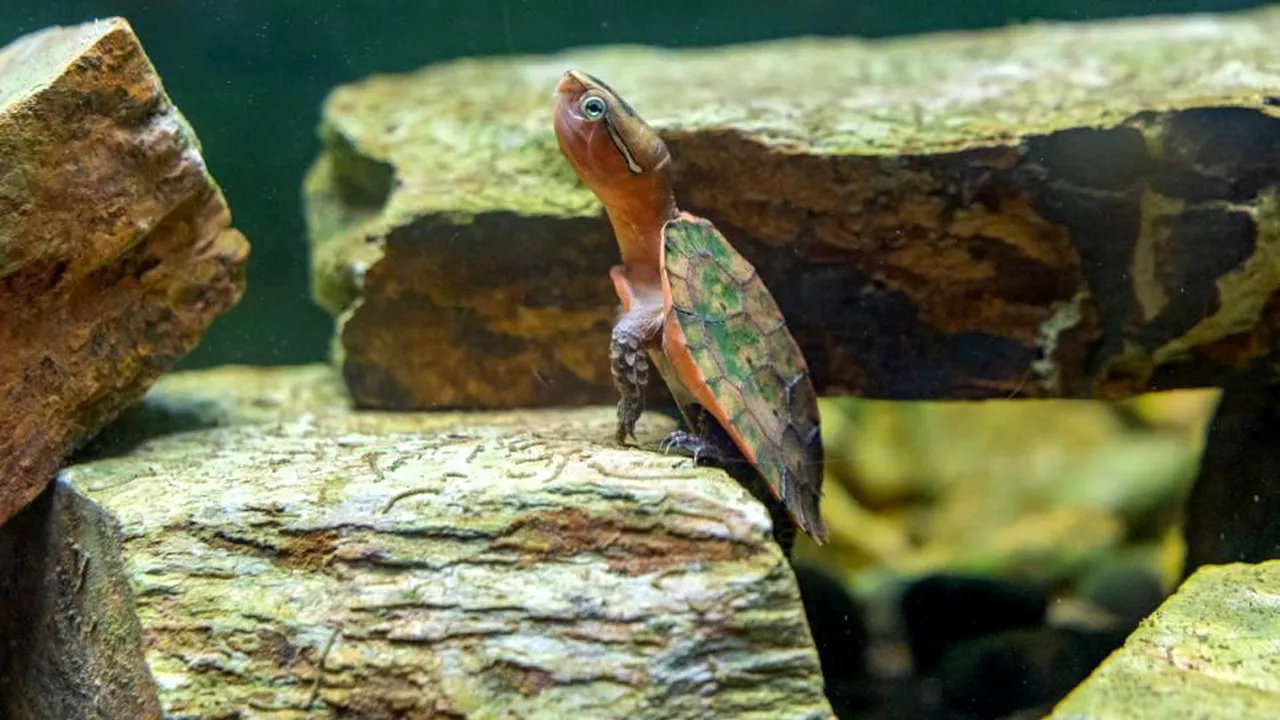 O broasca ţestoasă pe cale de dispariţie a fost primită la Grădina Zoologică din Newquay. Ce are special acest specimen rar